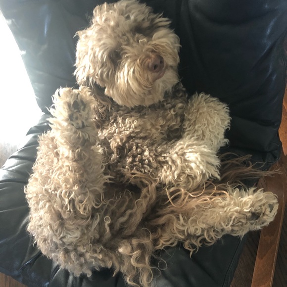 Meet your Posher, Diana - Picture 1 of 1